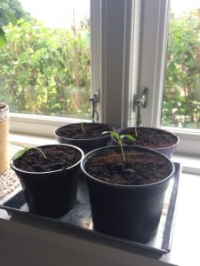 Forspirrede chili 2017