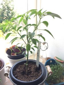 Chili i foråret