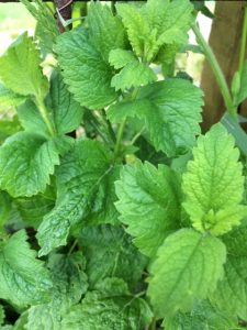 Frisk citronmelisse til te