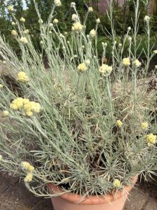 Krydderurt karryplante i blomst