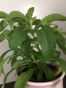 Frisk og tørret stevia til søde sager