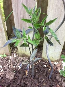 Tomatplante