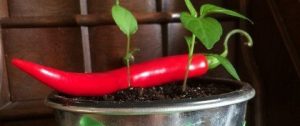 Rød chili