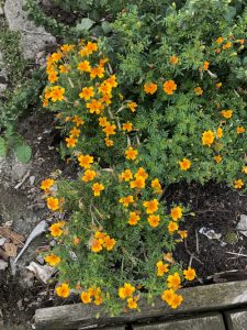 Lækre tagetes med en let lakridssmag