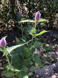 Anisisop med lilla blomster