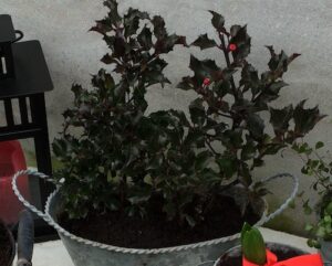 planter i krukker om vinteren